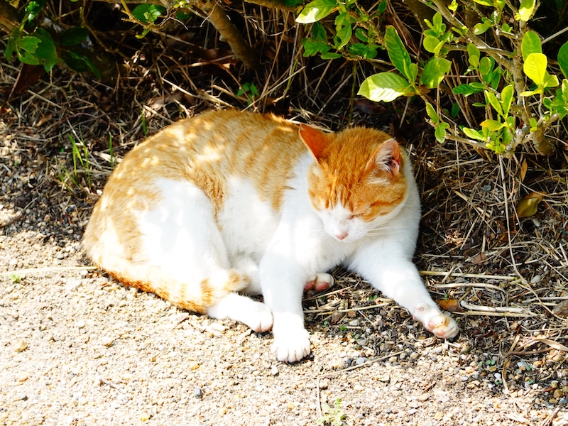 空き家　野良猫対策