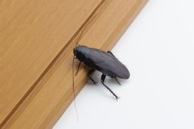 空き家のゴキブリ対策・害虫の種類と対処法も解説｜空き家活用.net 
